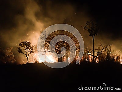 Wild fires Stock Photo