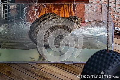 Wild fishing cat in a water tank at a sanctuary Stock Photo