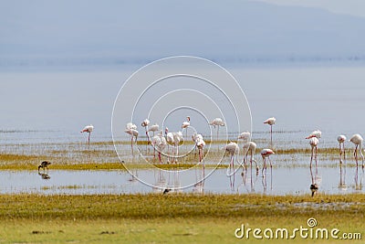 Wild flamingos in the African savannah Stock Photo
