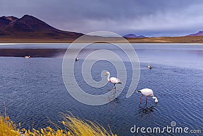 Wild flamingos at the CaÃ±apa Lake Stock Photo
