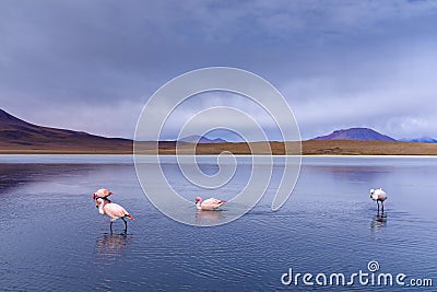 Wild flamingos at the CaÃ±apa Lake Stock Photo