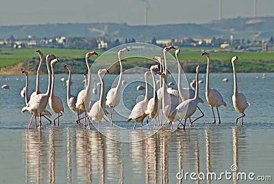 Wild flamingos flock at Larnaca salt lake Stock Photo