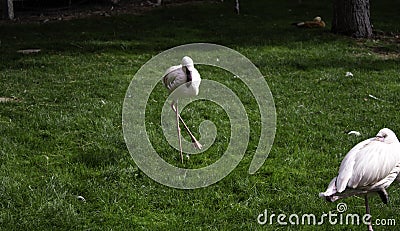 Wild flamingos park Stock Photo