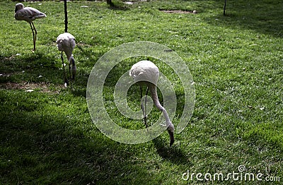 Wild flamingos park Stock Photo