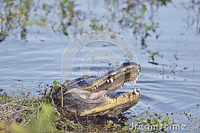 Wild Florida Alligator Stock Photo