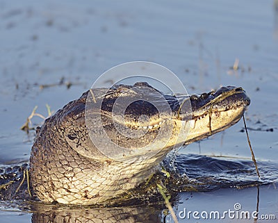 Wild Florida Alligator Stock Photo