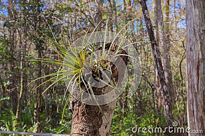 Wild Florida Bromeliad Stock Photo