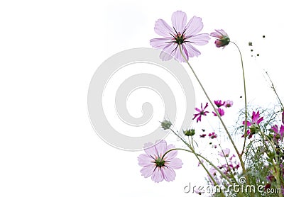 Wild flower Stock Photo