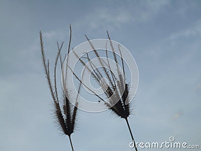 A wild flower is a beautiful sight in the sky. Stock Photo