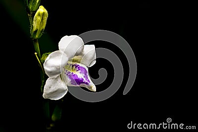 Wild flower with black background Stock Photo