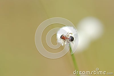 Wild flower blooming in Thailand Eriocauulon smitinandii Moldenke, ERIOCAULACEAE Stock Photo