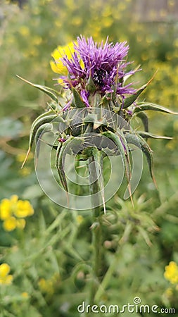 wild flower burdock in the field, purple flower, species Stock Photo