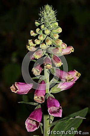 Wild flower digitalis purpurea family plantaginaceae modern botanical book high quality prints Stock Photo