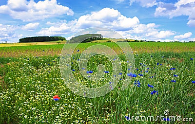 Wild flower field in the sunny summer day. Stock Photo