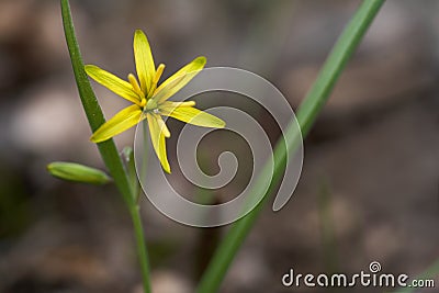 Wild flower Gagea lutea in the forest. Stock Photo