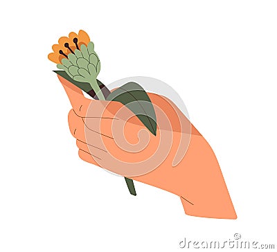 Wild flower in hand. Holding gentle pretty floral plant, romantic gift. Field meadow bloom, cut summer wildflower with Vector Illustration