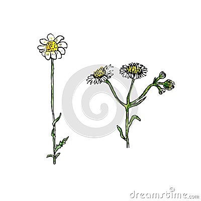 Wild flower illustration. Camomile medecine herbal. Vector sketch watercolor effect. Vector Illustration