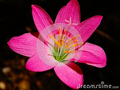 Wild flower with long pollens, pink color, sri lanka Stock Photo