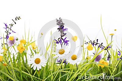 Wild flower meadow in front of white background Stock Photo