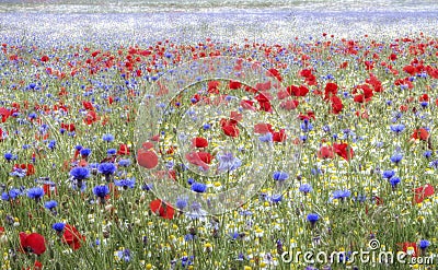 Wild flower meadow, Heartwood Forest, Sandridge, St Albans, Hertfordshire Stock Photo