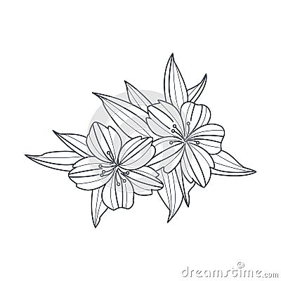 Wild Flower Monochrome Drawing For Coloring Book Vector Illustration