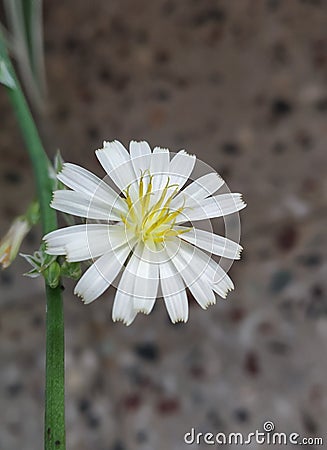 A wild flower near a busy shopping complex stairs Stock Photo