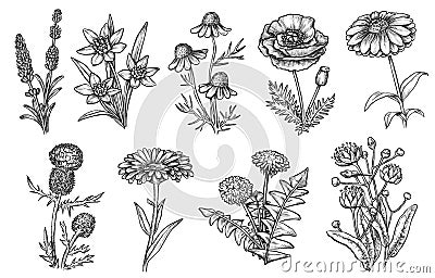 Wild flower sketch set isolated on white backdrop Vector Illustration