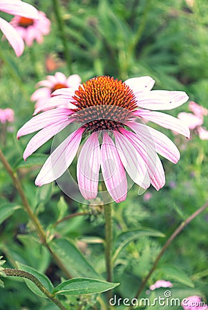 Wild flower Stock Photo