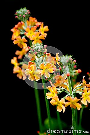 Wild flower, yellow wild flower Stock Photo