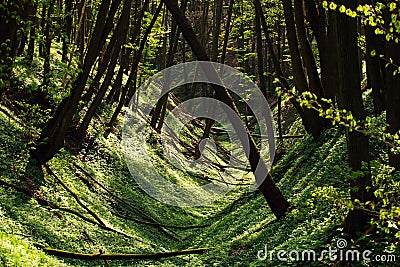 Wild flowering green forest of trees Stock Photo