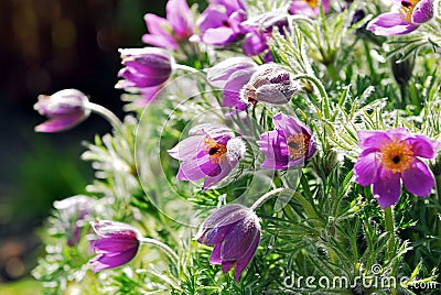 Wild Flowers Stock Photo