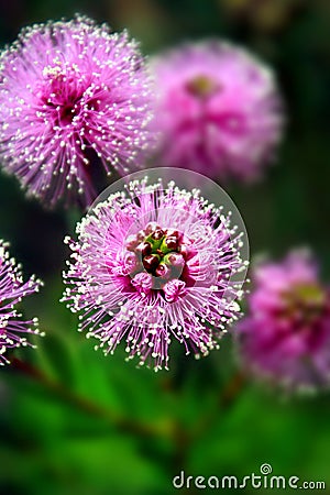 Wild flowers Stock Photo