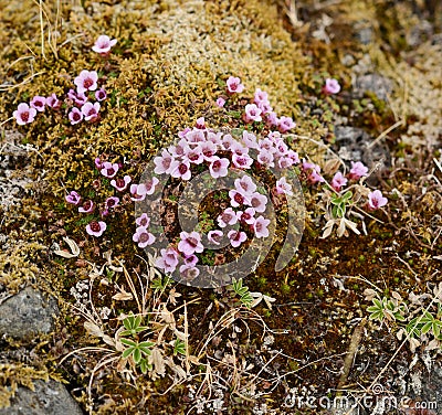 Wild flowers blooming in the Icelandic tundra Stock Photo