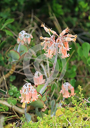 Wild flowers of Cape of good hope Stock Photo