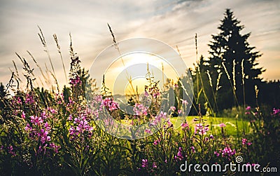 Wild flowers captured in Czech countryside Stock Photo