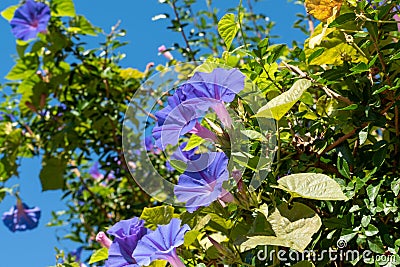 Small flowers and leaves of wild plants of the field in Uruguay Stock Photo