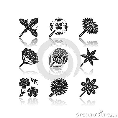 Wild flowers drop shadow black glyph icons set. Douglas iris, franciscan wallflower, cow parsnip, candytuft, common star Vector Illustration
