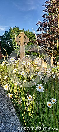 Wild flowers in a English churchyard. Stock Photo