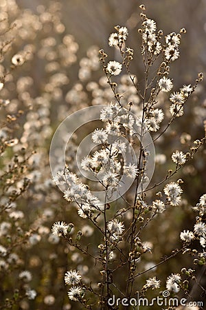 Wild flowers and fauna Stock Photo