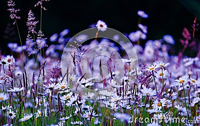 Wild flowers field Stock Photo