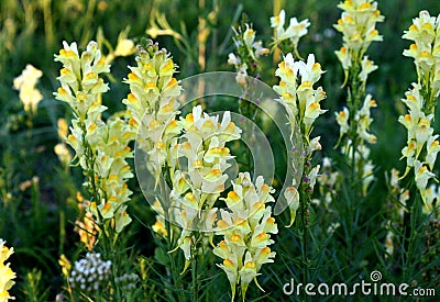 Wild flowers Stock Photo