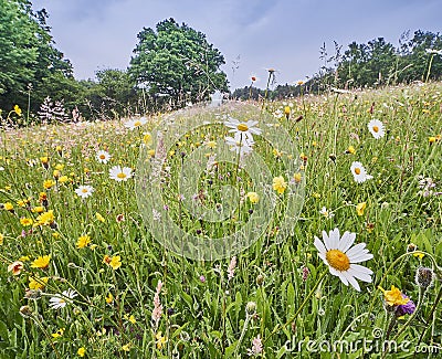 wild flowers in a field on a sunny day Stock Photo