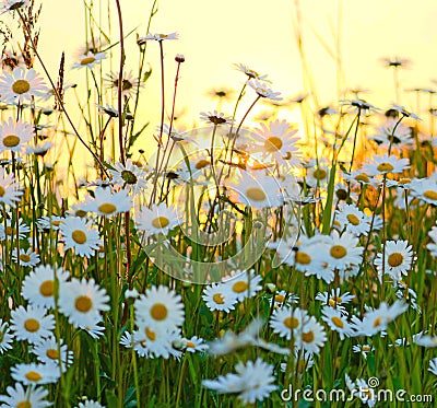 Wild flowers field Stock Photo