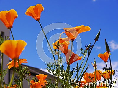 Wild Flowers in Flowerbeds in Burnley Lancashire Stock Photo