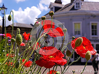 Wild Flowers in Flowerbeds in Burnley Lancashire Stock Photo