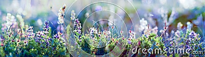 Wild flowers and grass closeup, horizontal panorama photo Stock Photo