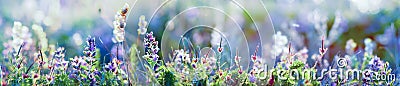 Wild flowers and grass closeup, horizontal panorama photo Stock Photo