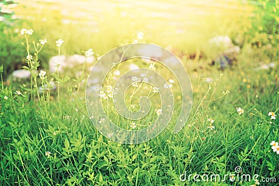 Wild flowers and grass in vintage style Stock Photo
