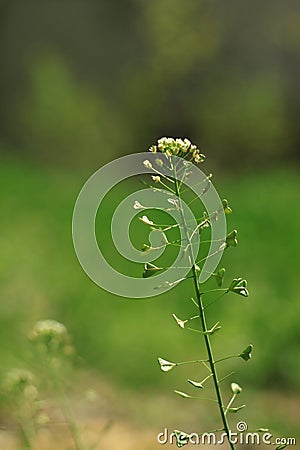 Wild flowers on the green grass blurred bokeh amazing nature background. Tranquil macro art wallpaper Stock Photo