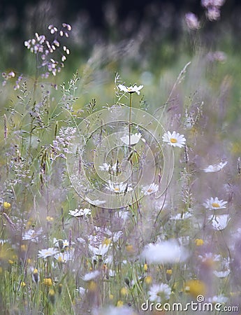 Wild flowers growing in ancient grassland in summer Stock Photo